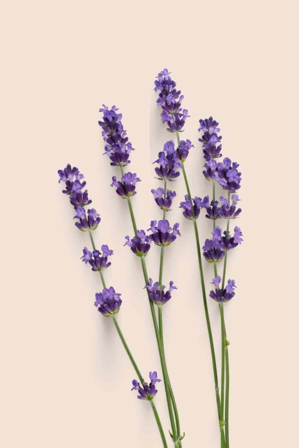 what essential oils are good for cold sores