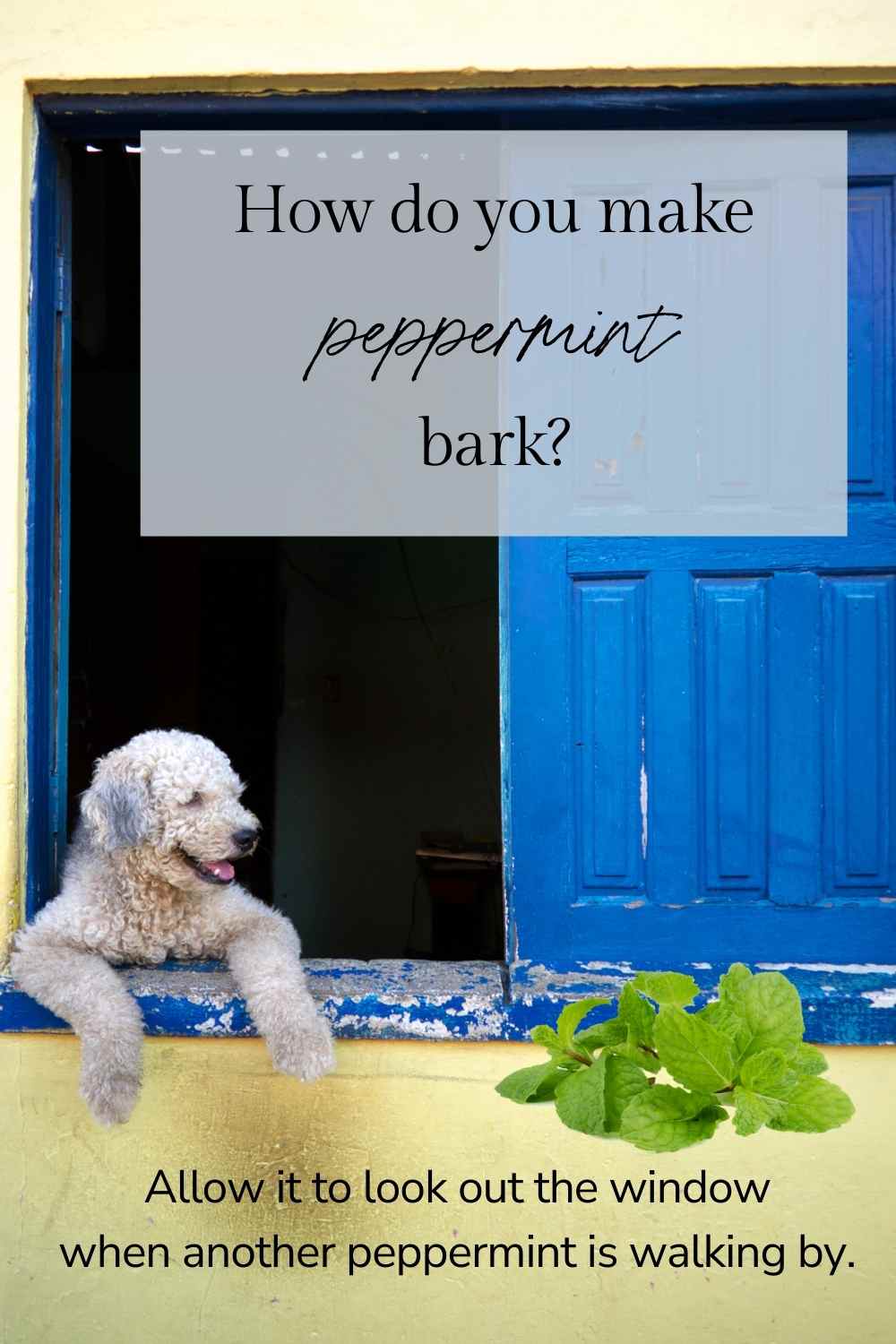 ibs peppermint oil