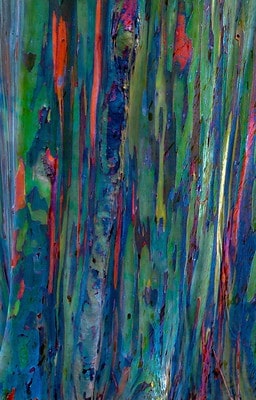 rainbow eucalyptus wood