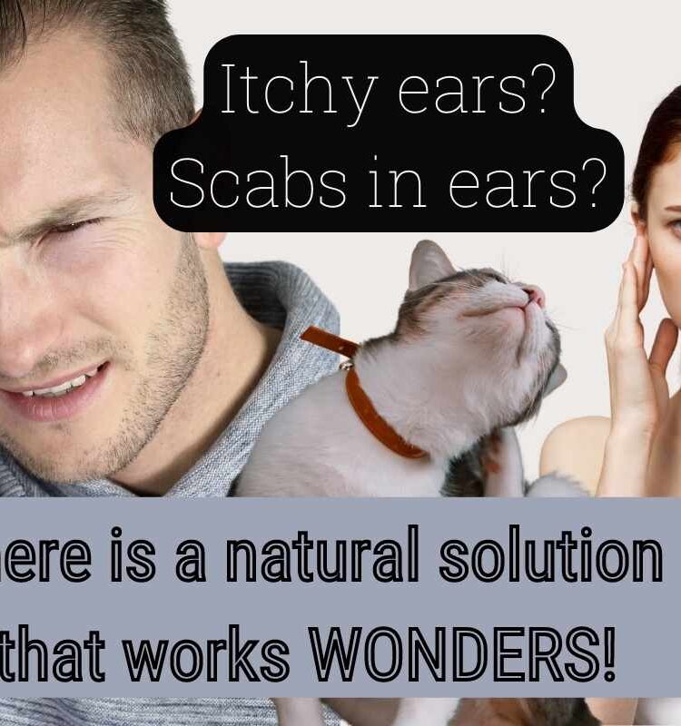 Scabs in Ears? You've Never Tried This!