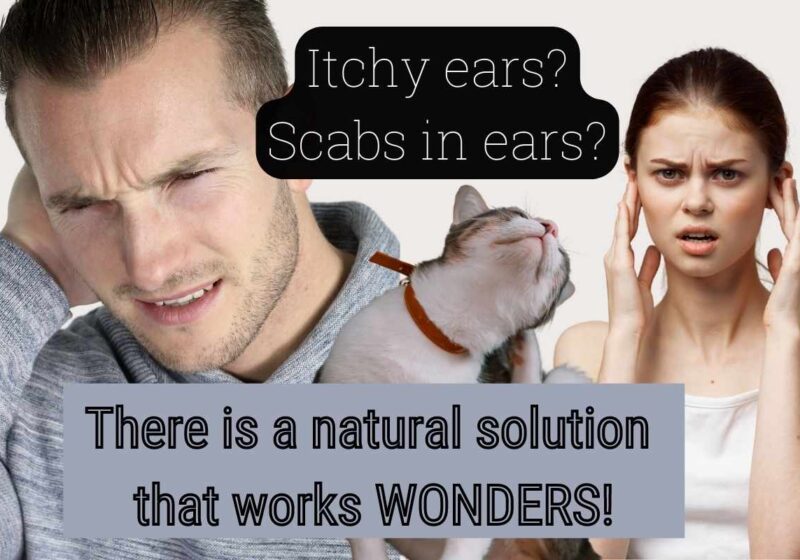Scabs in Ears? You've Never Tried This!